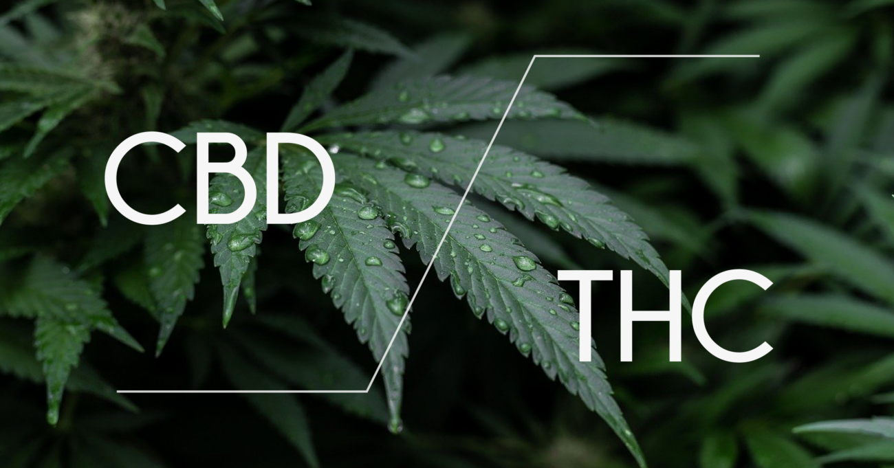 CBD vs THC: cuál es la diferencia